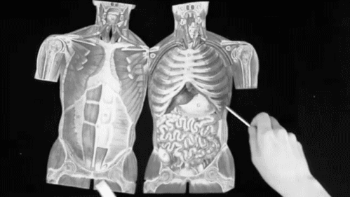 ساختار بدن انسان