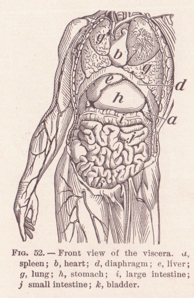 نشان دادن موقعیت اندامهای بدن انسان